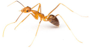 Introduction To Little Fire Ants | Hawaii Ant Lab - Hawaii Ant Lab