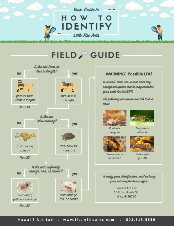 How to Identify Littlee Fire Ants Field and Microscope Guide
