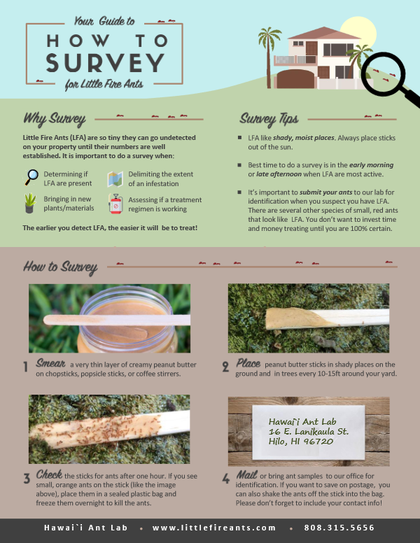 How to survey for Little Fire Ants