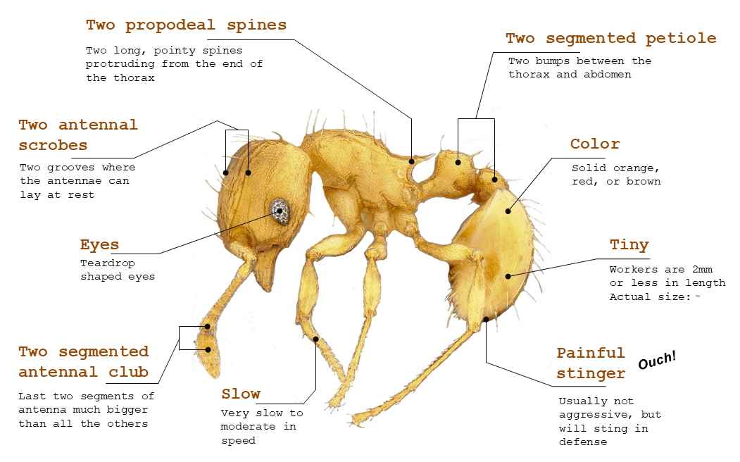 Identifying Little Fire Ants | Hawaii Ant Lab - Hawaii Ant Lab