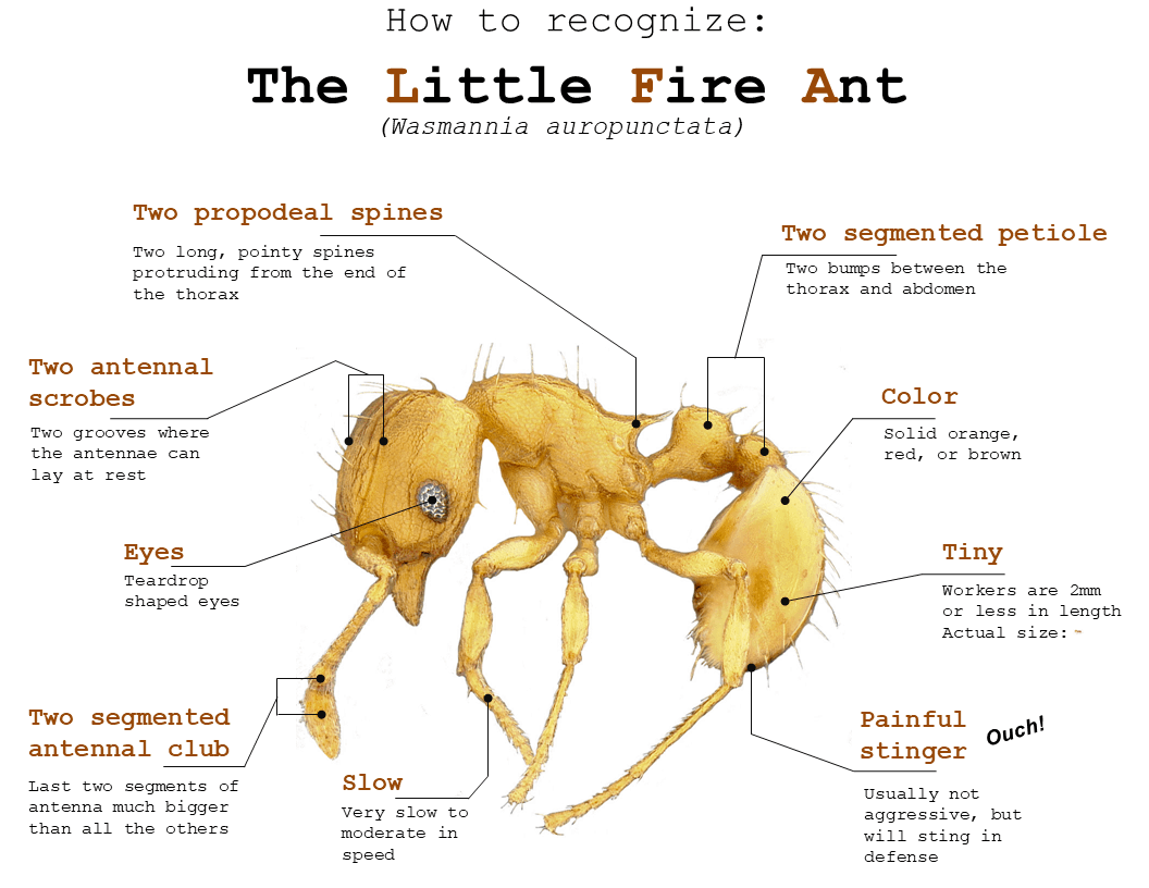 identifying-little-fire-ants-hawaii-ant-lab-hawaii-ant-lab