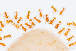 How to treat Little Fire Ants around your home - Hawaii Ant Lab