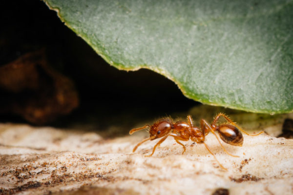 How To Treat For Pest Ants In Hawaii - Hawaii Ant Lab