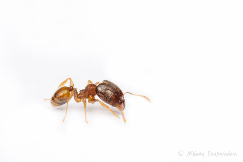 Ants of HI - Hawaii Ant Lab