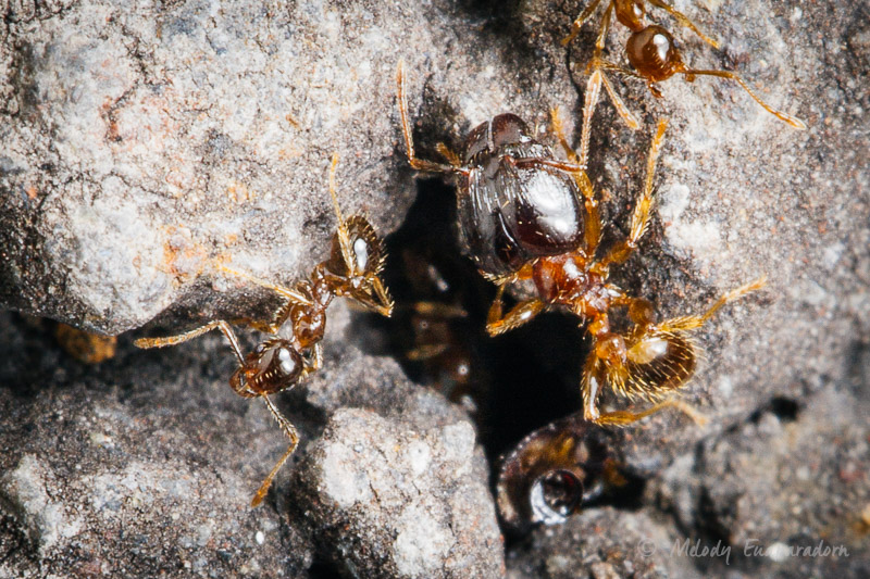 Pheidole megacephala