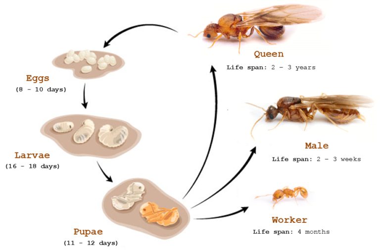 Identifying Little Fire Ants | Hawaii Ant Lab - Hawaii Ant Lab