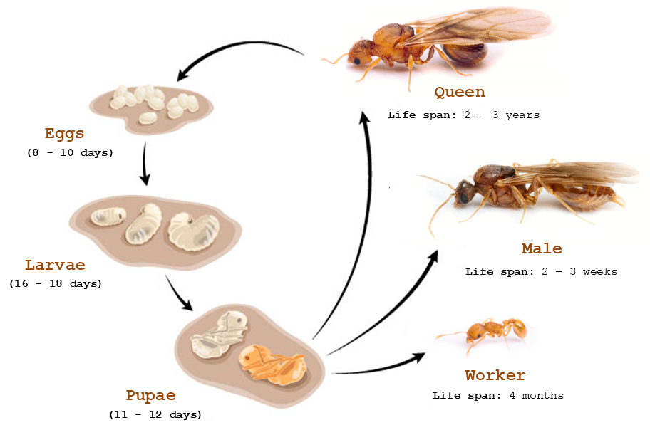 Какое развитие у муравья. Жизненный цикл муравья. Цикл развития муравья. Схема развития муравья. Жизненный цикл муравья для детей в картинках.