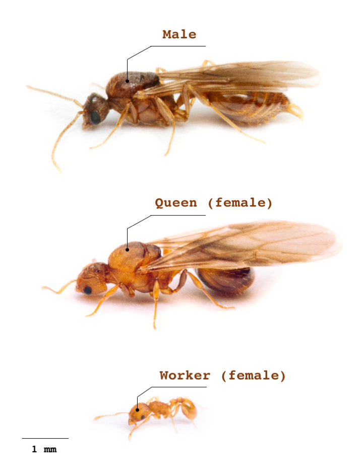 winged queen ant stings