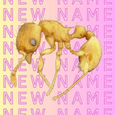 Same Ant, New Name