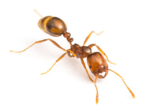 Introduction to Little Fire Ants | Hawaii Ant Lab - Hawaii Ant Lab