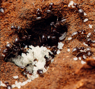 How to Treat for Pest Ants in Hawaii Hawaii Ant Lab