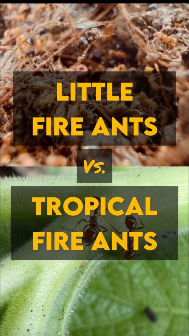 How to Treat for Pest Ants in Hawaii - Hawaii Ant Lab