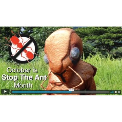 October is “Spot the Ant, Stop the Ant Month”